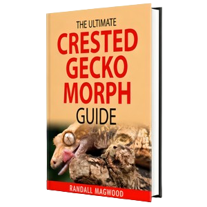 The Ultimate Crested Gecko Morph Guide